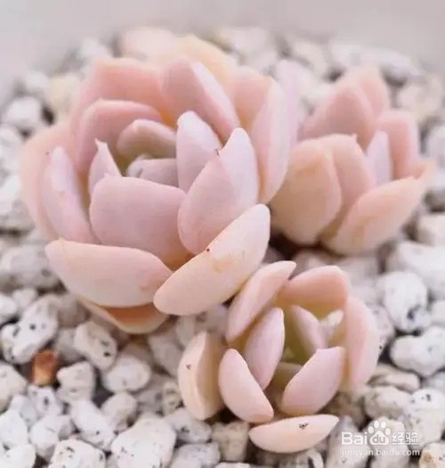 如何将一盆小多肉植物载进小盆里