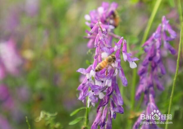 春天里的云贵高原蜜—云香雪蜜