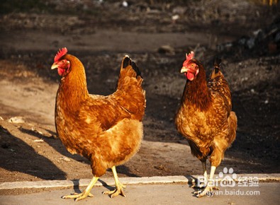 大蒜喂鸡注意事项