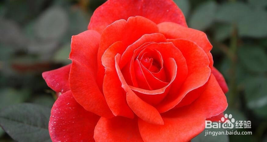 真心爱上一个人,你真的是真心吗?