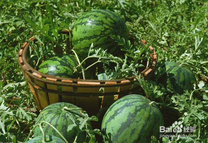 夏季怎样挑选西瓜?