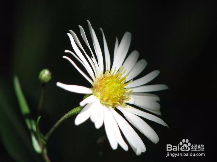 如何用柠檬汁染发?