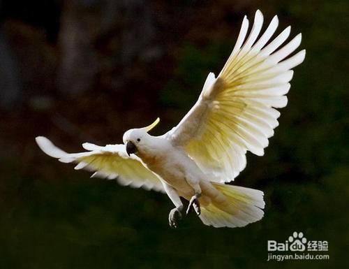 如何让飞走的鹦鹉回来 百度经验