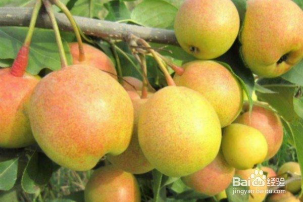 到龙胜一定要吃的10大美食