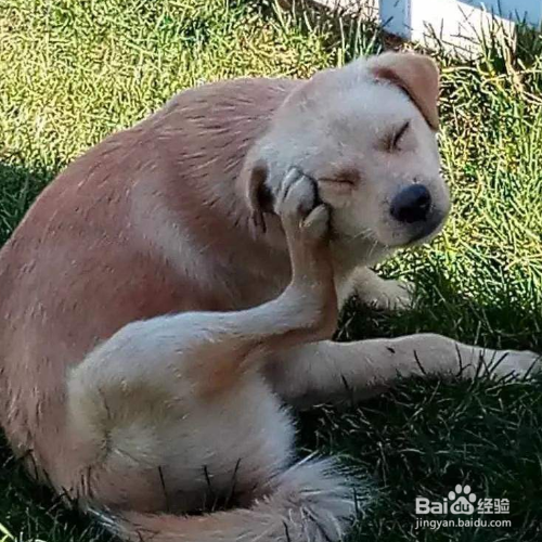 给长毛犬梳理毛发的注意事项有哪些？