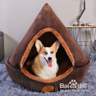 怎么引导狗狗定点大小便