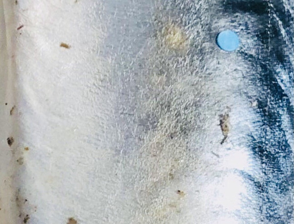 鲅鱼馅鸡蛋饺子