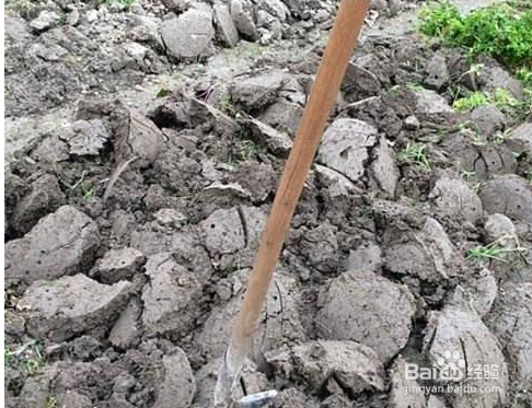 为什么种地时要挖掘后晒上几日才种