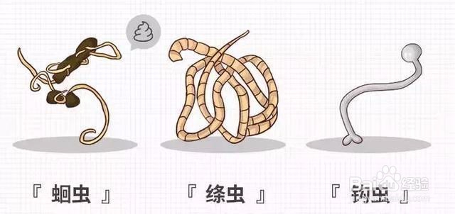 猫咪如何定期驱虫