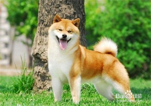 秋田犬和柴犬怎么区分