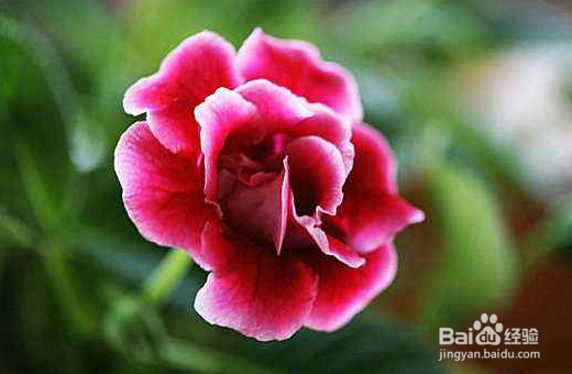 大岩桐要怎么栽培管理？