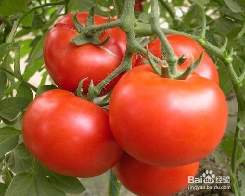 <b>西红柿是否催熟该如何辨别</b>