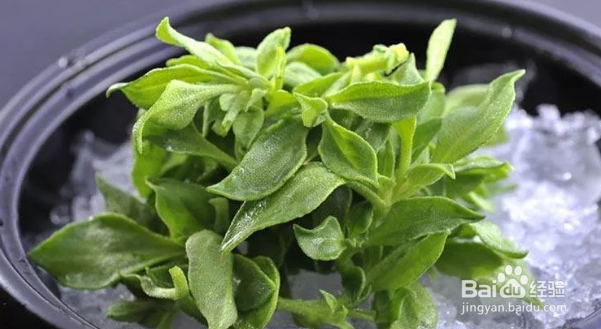 冰菜种植时间及方法