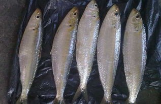 铿鱼和金枪鱼怎么区分