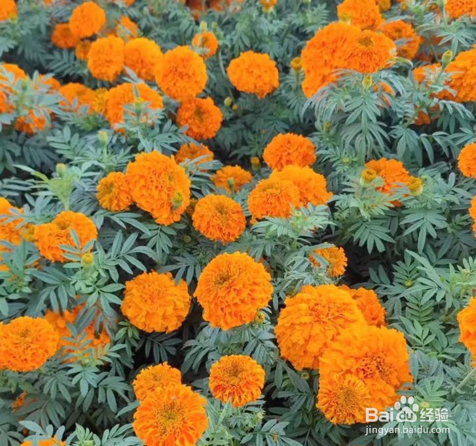 夏天蚊虫多，养什么植物驱蚊