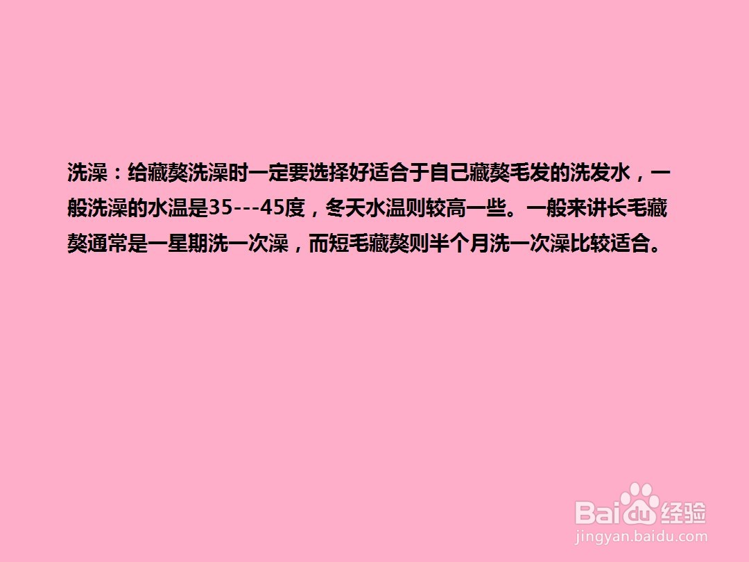 如何给藏獒犬“美容”？