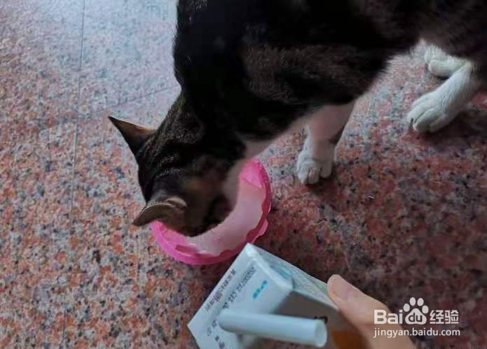 猫咪奶粉真的比牛奶好吗?实验测评