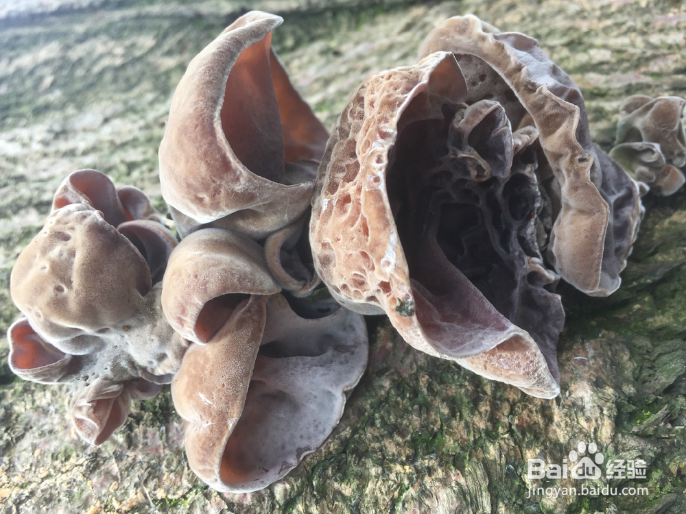 养植物的小情调