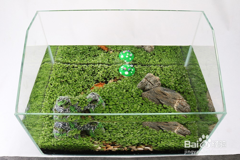 小鱼缸造景教程:运用水草种子7天制作一缸春景
