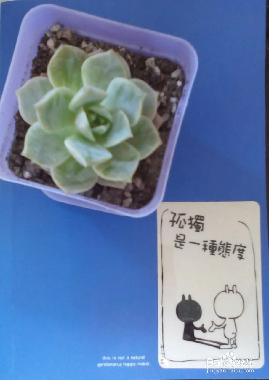 我的多肉记(白牡丹)