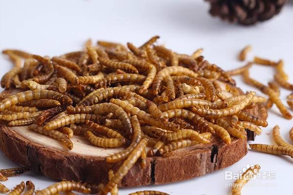 蛋白虫是怎么繁殖的