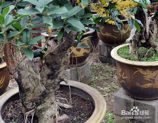 桂花冬天怎么过冬