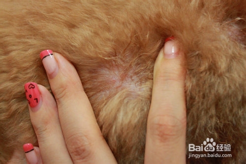 狗狗身上长跳蚤怎么办