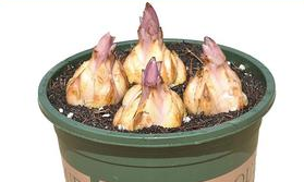 如何在阳台养百合