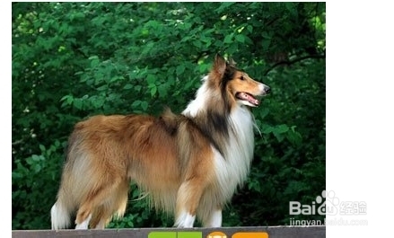 苏格兰牧羊犬喜欢什么玩具？