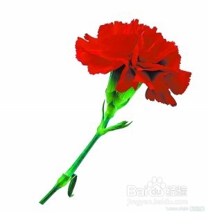 母亲节可以送什么礼物