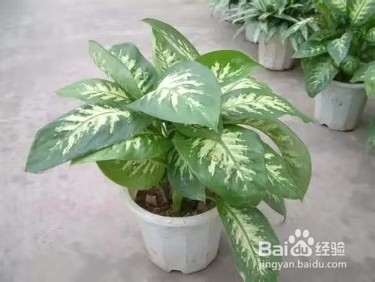 在厨房养这几种植物，再也不用担心吸油烟啦