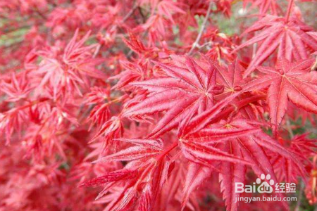 红枫的养殖方法和注意事项