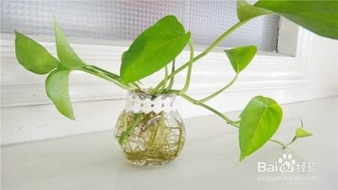 有叶子的枝条能水培吗