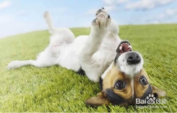 狗狗舔人的六大原因