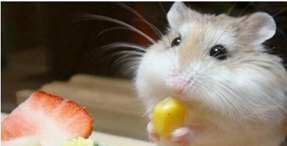 仓鼠被踩了一脚吐了很多血怎么办