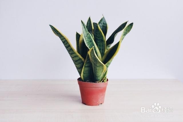 养花旧土这样做，轻松变肥沃土壤，养花效果超好