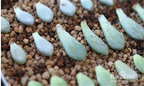 如何种植多肉叶插苗