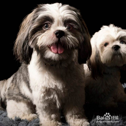 如何照顾怀孕的狗妈妈？