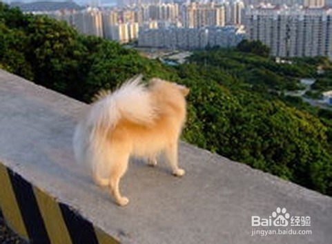 外出遛狗让狗狗一路跟着你的方法