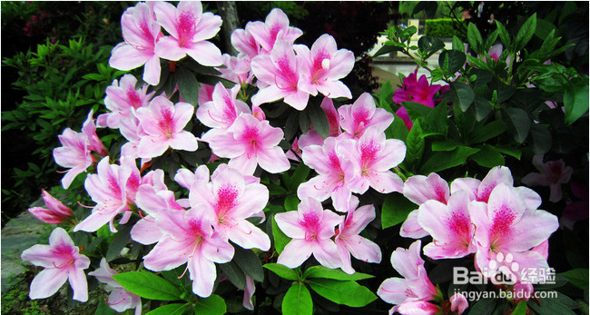 不能放于室内的植物有哪些?