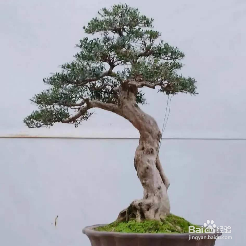 赤楠盆景的养护与管理