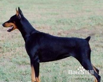教你杜宾犬的备赛事项