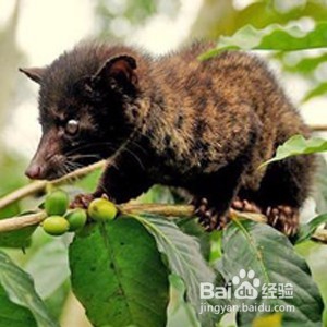 猫屎咖啡冲泡方法图解