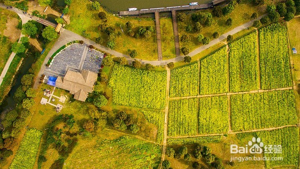 十里菜花十里桃花 莲花岛的春天美如仙境