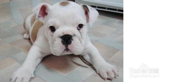 怎么奖励狗狗？狗狗喜欢什么奖励？