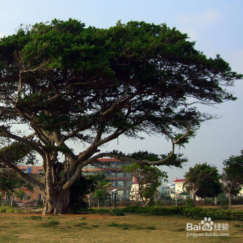 榕树黄叶掉叶应该怎么办?