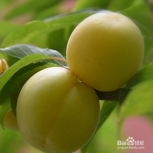 杏梅的培育方法和注意事项