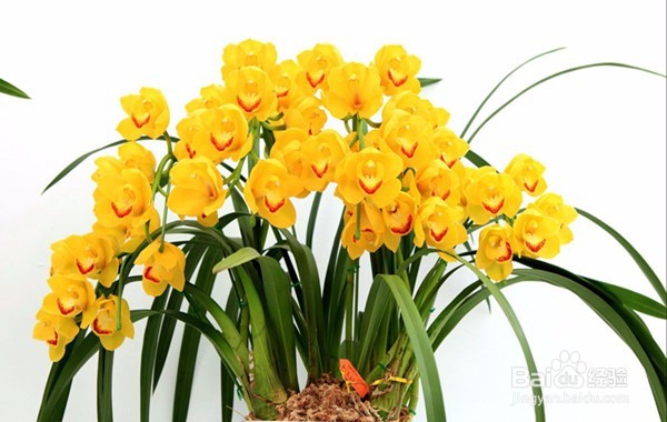 不宜摆放在家里的10种花草植物