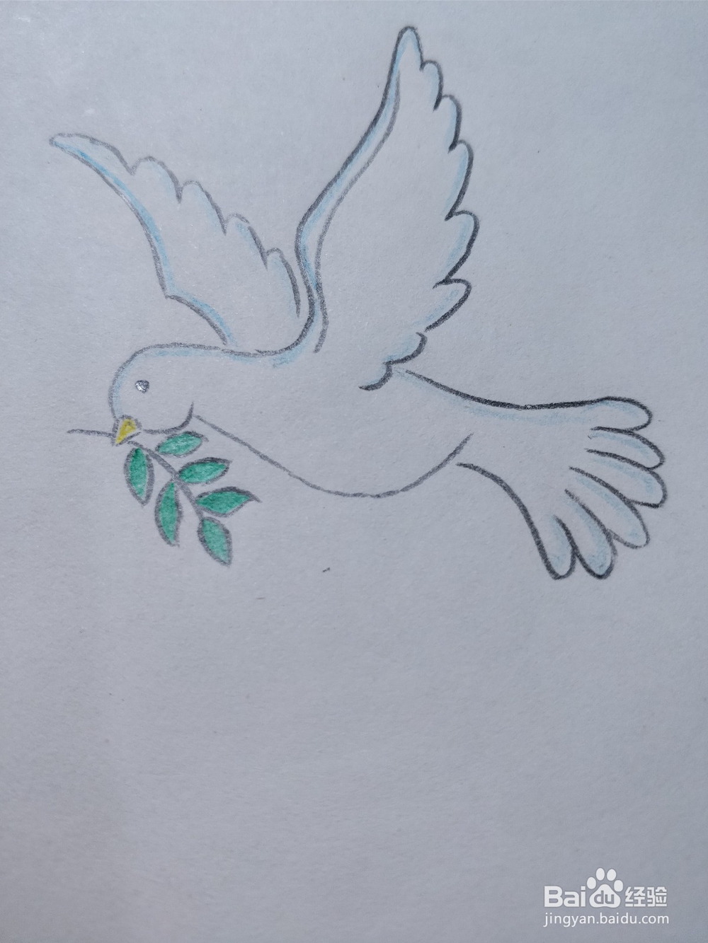 怎么简笔画画和平鸽
