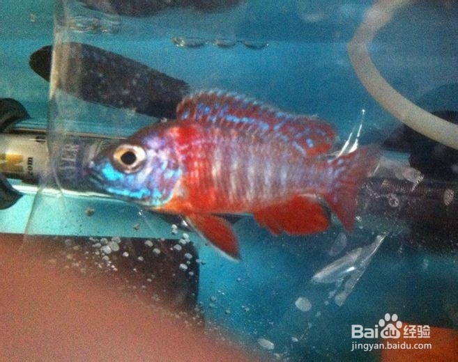 热带鱼饲养生活常识（三）如何预防鱼生病